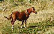 08 cavallo di razza !